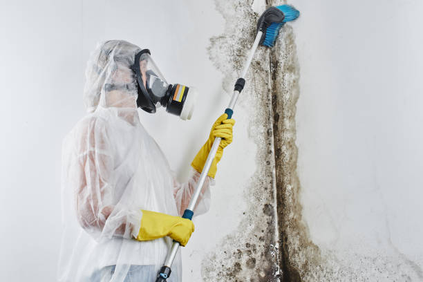 Best Black Mold Remediation in New Port Richey East, FL