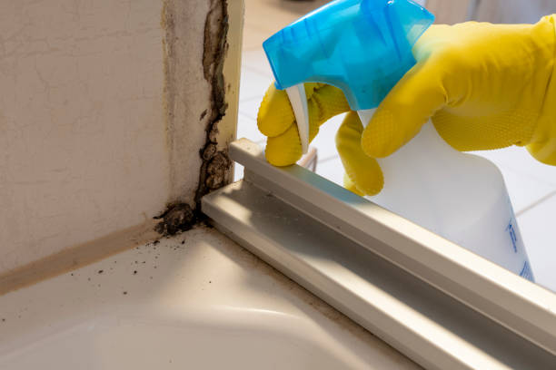 Best Bathroom Mold Remediation in New Port Richey East, FL