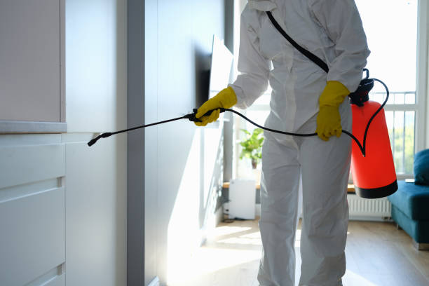  New Port Richey East, FL Mold Removal Pros