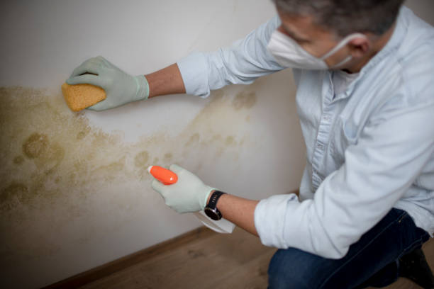 Reliable New Port Richey East, FL Mold Remediation Solutions