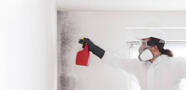 Best Industrial Mold Remediation in New Port Richey East, FL