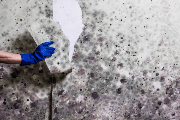 Best Black Mold Remediation in New Port Richey East, FL